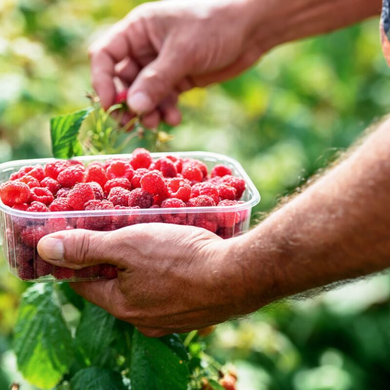 Libre cueillette de fruits rouges &agrave; c&ocirc;t&eacute; de Masevaux et Thann Kingersheim