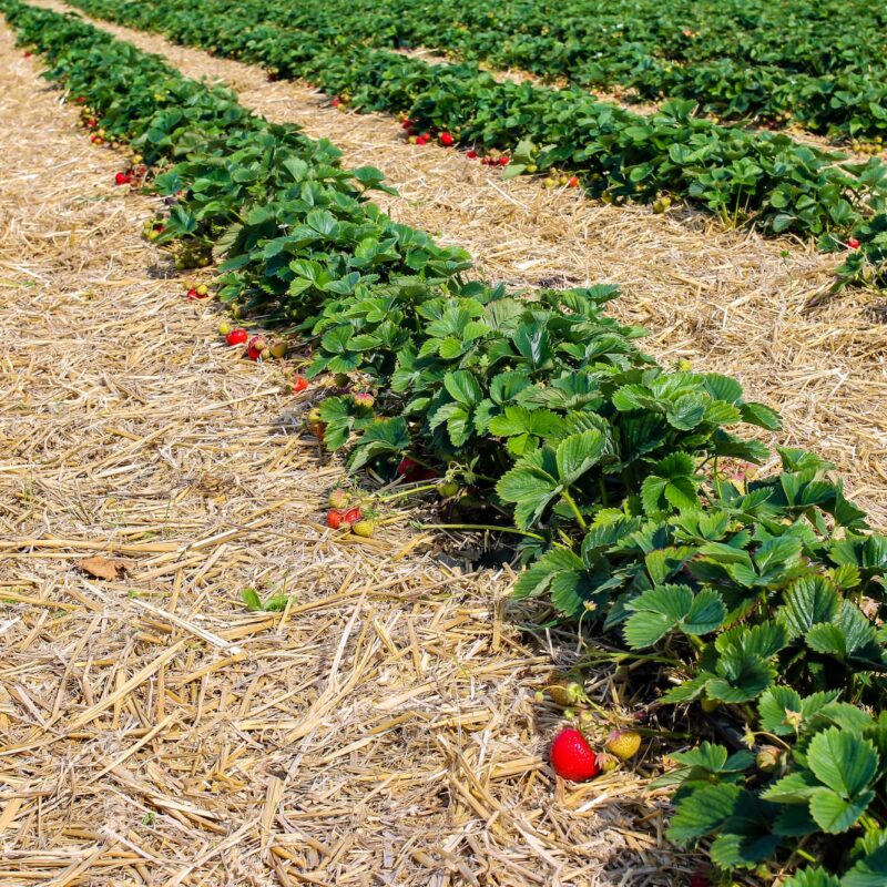 Production de fruits rouges &agrave; c&ocirc;t&eacute; de Belfort et Masevaux : fraises, framboises et myrtilles Belfort