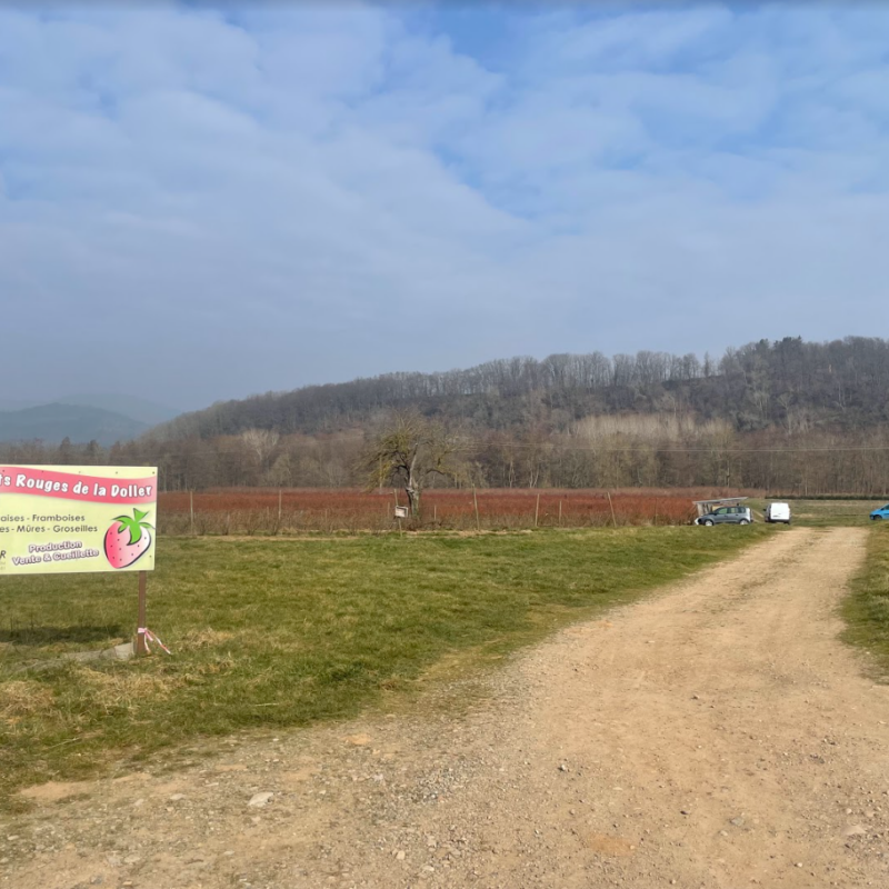 Ferme familiale sp&eacute;cialis&eacute;e dans la production locale de fruits rouges pr&egrave;s de Masevaux Mulhouse 1