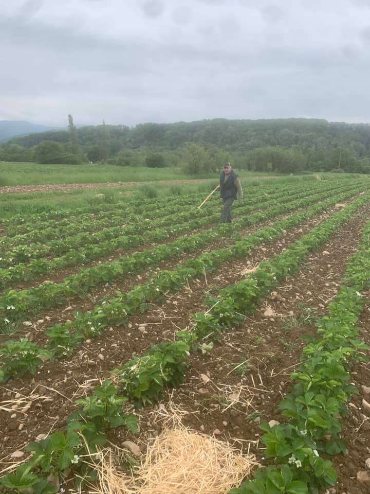 Ferme familiale sp&eacute;cialis&eacute;e dans la production locale de fruits rouges pr&egrave;s de Masevaux Riedisheim 0