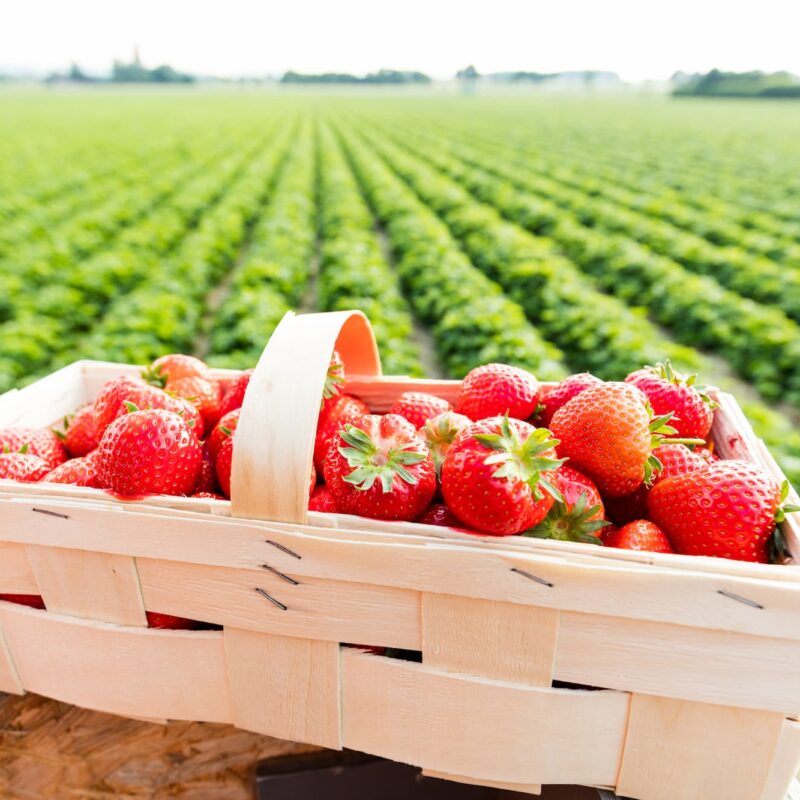 Ferme familiale sp&eacute;cialis&eacute;e dans la production locale de fruits rouges pr&egrave;s de Masevaux Riedisheim