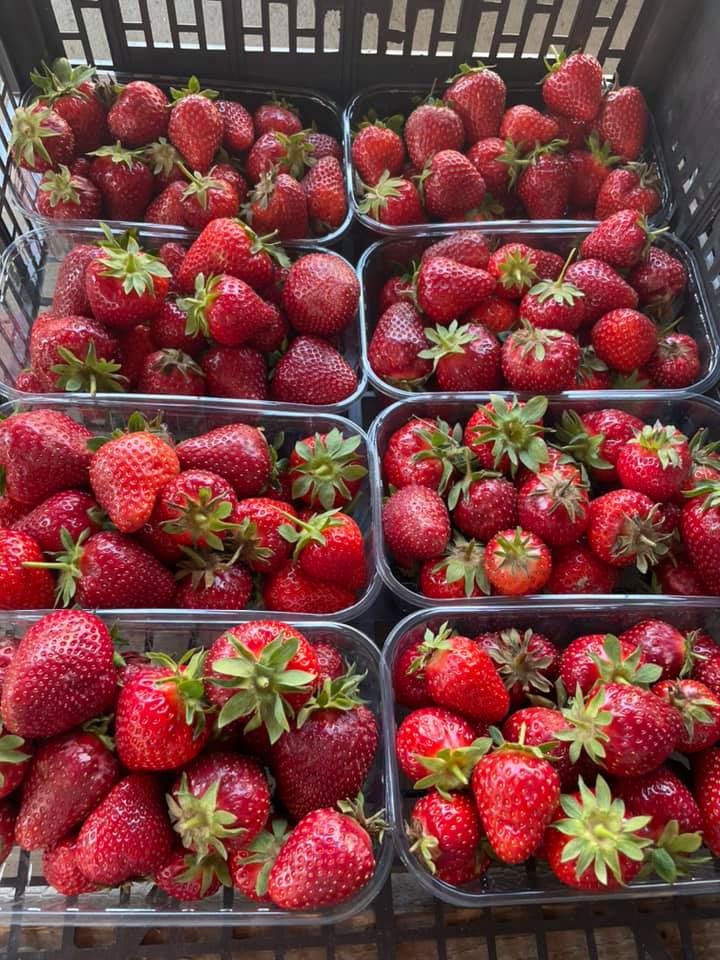 Libre cueillette de fruits rouges &agrave; c&ocirc;t&eacute; de Masevaux et Thann Kingersheim 0
