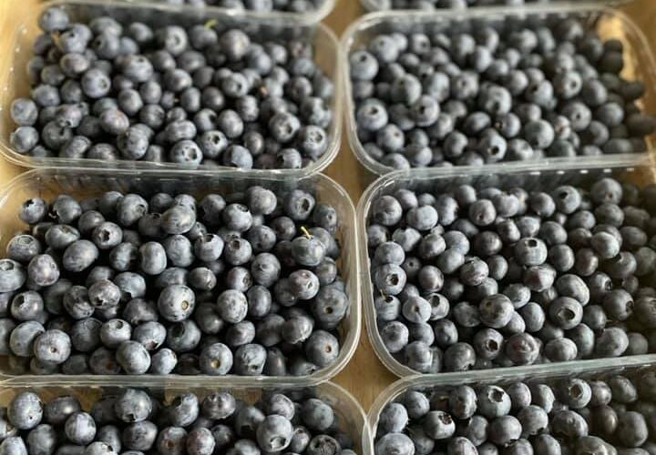 Libre cueillette de fruits rouges &agrave; c&ocirc;t&eacute; de Masevaux et Thann Riedisheim 2