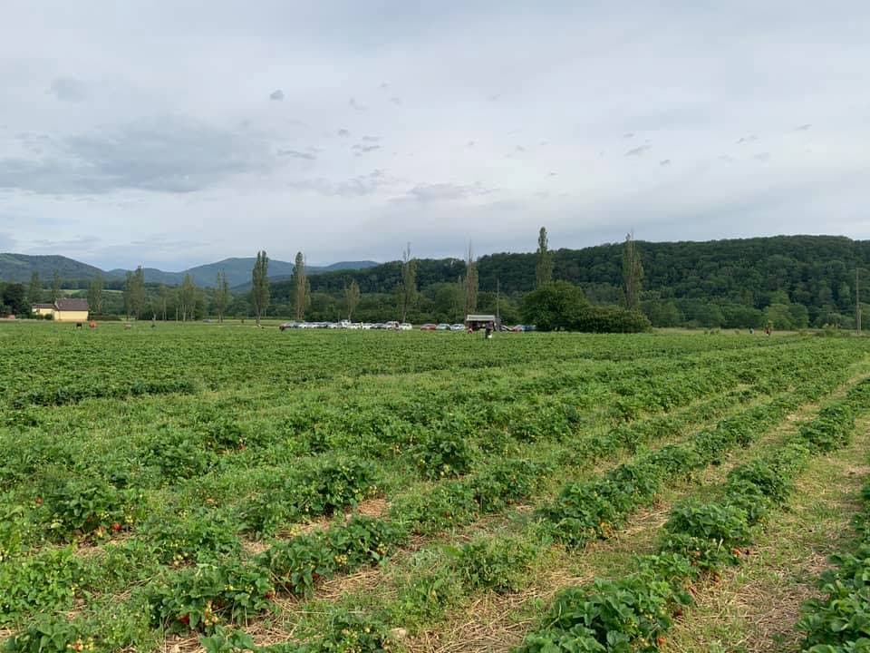 Ferme Tritter : votre producteur de fruits rouges &agrave; Guewenheim pr&egrave;s de Masevaux Mulhouse