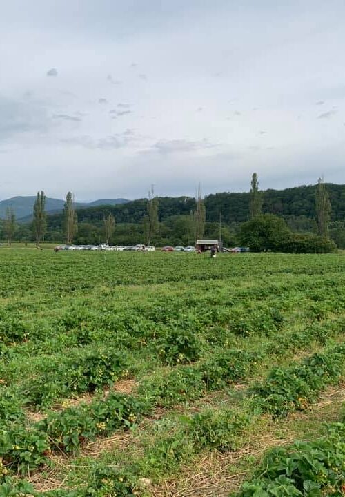 Libre cueillette de fruits rouges &agrave; c&ocirc;t&eacute; de Masevaux et Thann Wittenheim 1