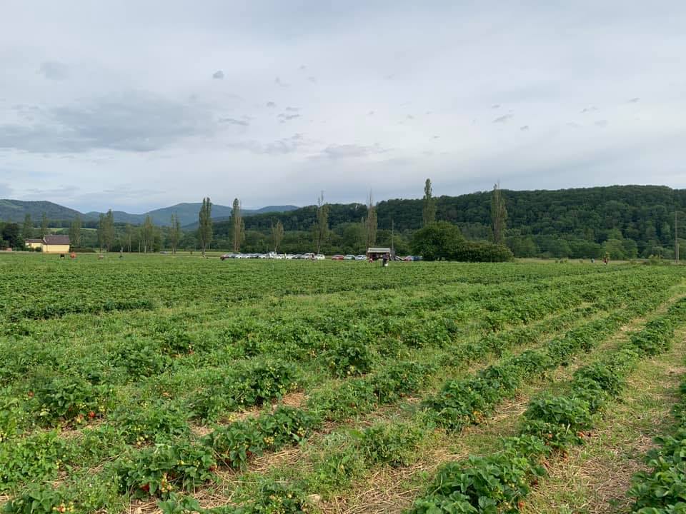 Venez d&eacute;couvrir la Ferme Tritter &agrave; Guewenheim pr&egrave;s de Masevaux et Territoire de Belfort Saint-Louis