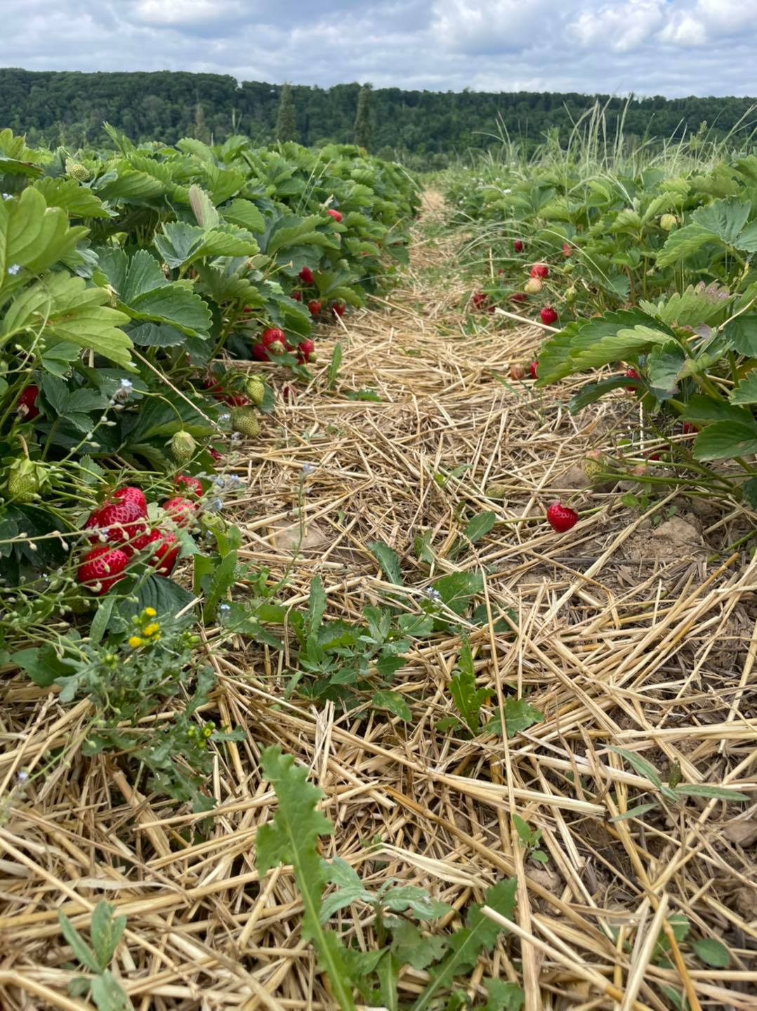 Ferme familiale sp&eacute;cialis&eacute;e dans la production locale de fruits rouges pr&egrave;s de Masevaux Montb&eacute;liard 2