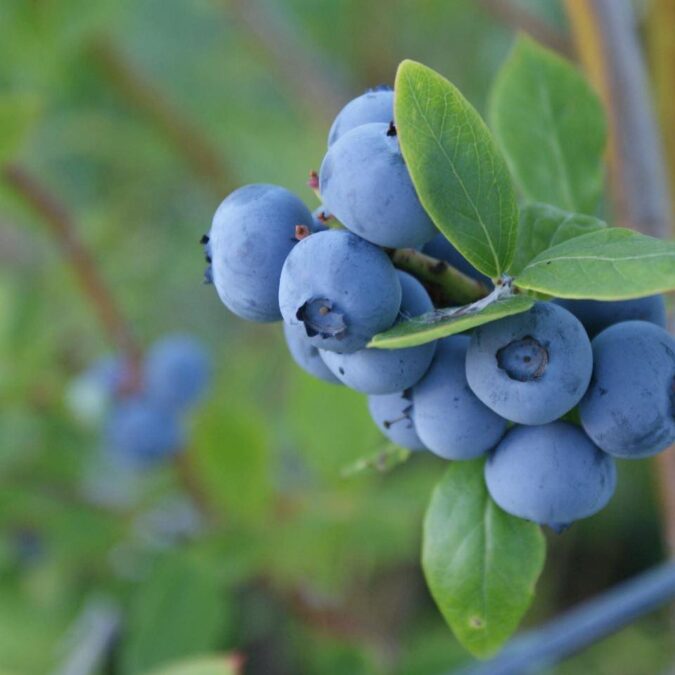 Ferme Tritter : votre producteur de fruits rouges &agrave; Guewenheim pr&egrave;s de Masevaux Belfort 1