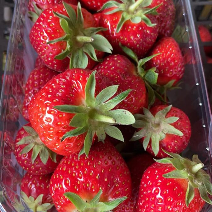 Ferme Tritter : votre producteur de fruits rouges &agrave; Guewenheim pr&egrave;s de Masevaux Guebwiller 3