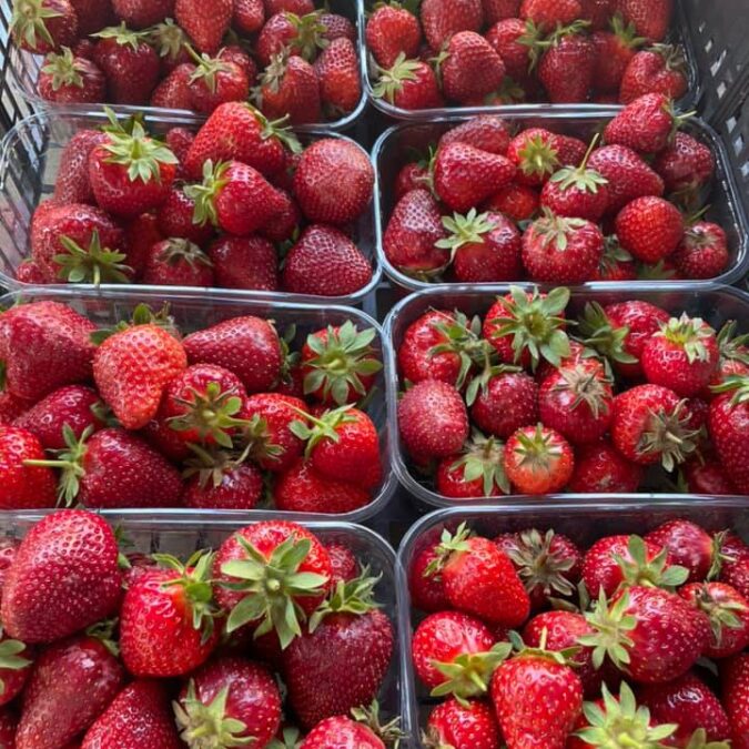 Ferme Tritter : votre producteur de fruits rouges &agrave; Guewenheim pr&egrave;s de Masevaux Riedisheim 6