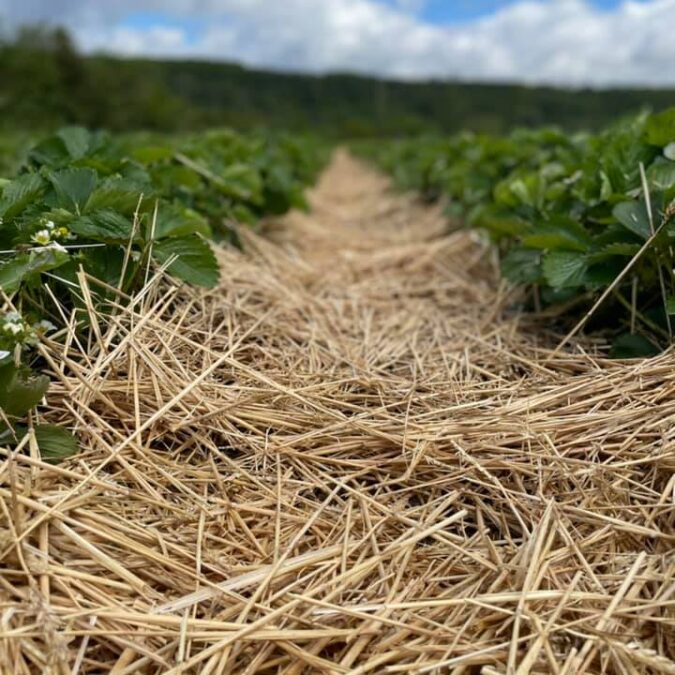 Ferme Tritter : votre producteur de fruits rouges &agrave; Guewenheim pr&egrave;s de Masevaux Illzach 2
