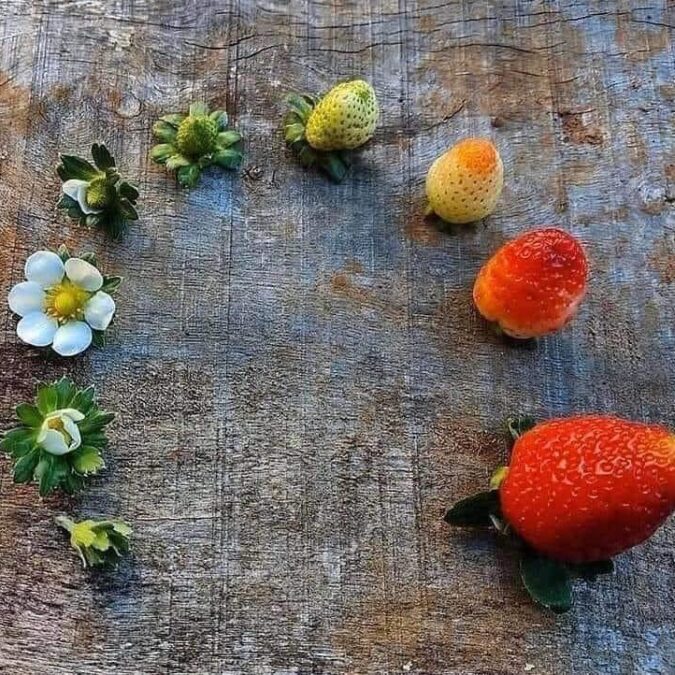 Ferme Tritter : votre producteur de fruits rouges &agrave; Guewenheim pr&egrave;s de Masevaux Colmar 4